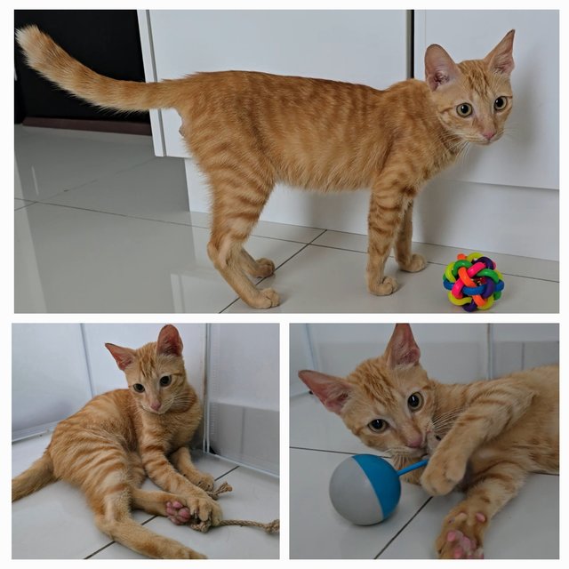 Trevor - Domestic Short Hair Cat