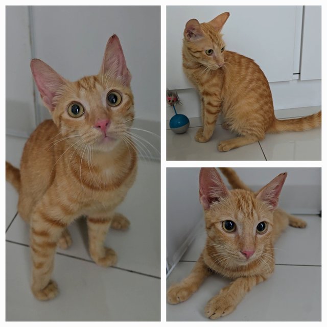 Trevor - Domestic Short Hair Cat