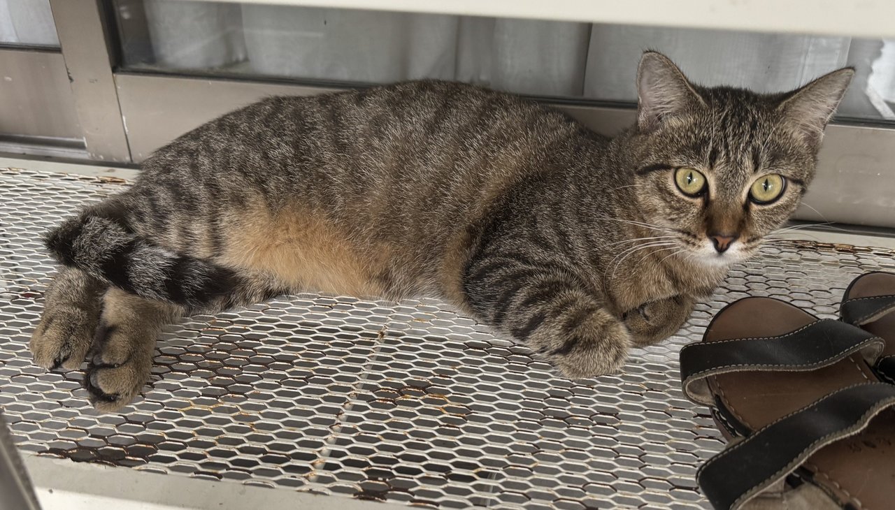 Bubbles - Domestic Short Hair Cat