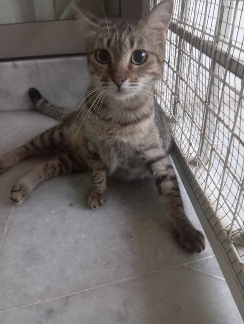 Bubbles - Domestic Short Hair Cat