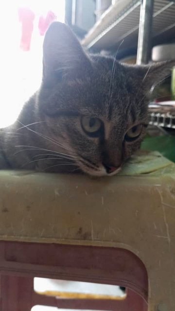 Bubbles - Domestic Short Hair Cat