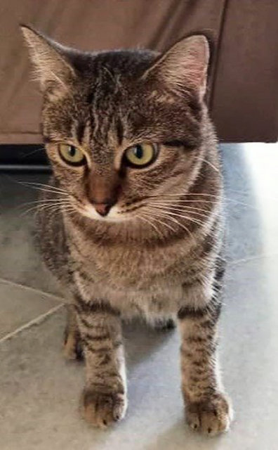 I'm shy but I promise I can be your cuddle buddy when I warm up to my hooman.