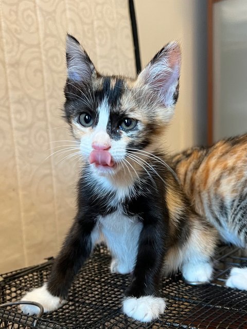 Kittens - Domestic Short Hair Cat