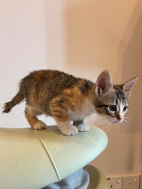 Kittens - Domestic Short Hair Cat