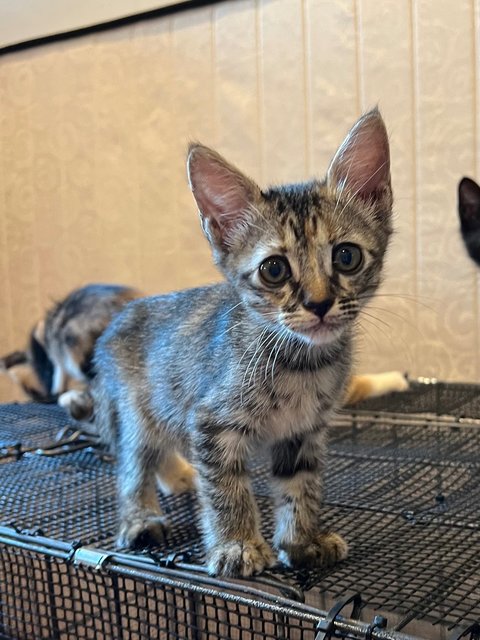 Kittens - Domestic Short Hair Cat
