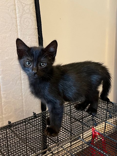Kittens - Domestic Short Hair Cat