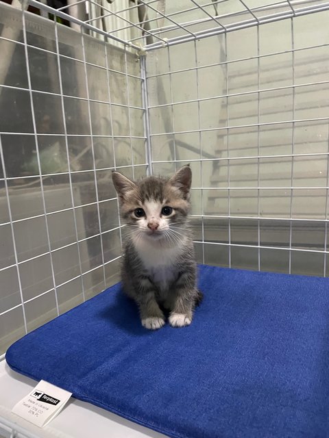 No Name Yet - Domestic Medium Hair Cat