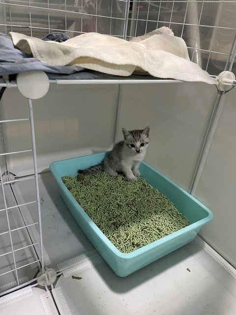 No Name Yet - Domestic Medium Hair Cat