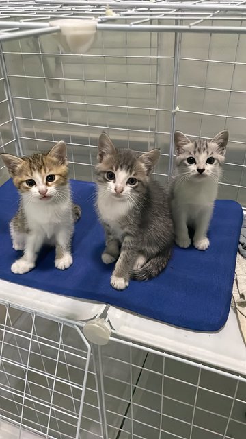 No Name Yet - Domestic Medium Hair Cat