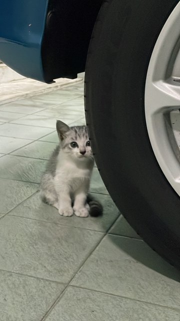No Name Yet - Domestic Medium Hair Cat