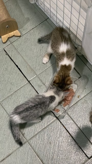 No Name Yet - Domestic Medium Hair Cat