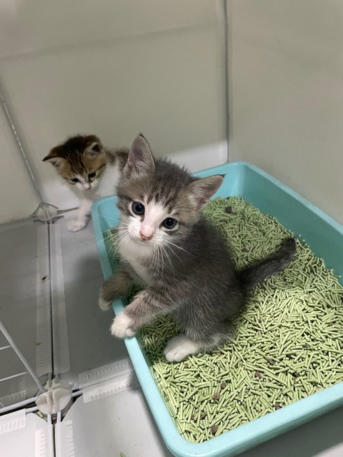 No Name Yet - Domestic Medium Hair Cat
