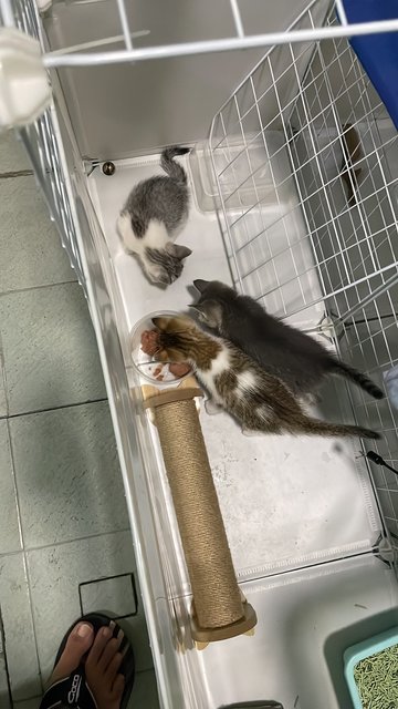 No Name Yet - Domestic Medium Hair Cat