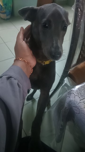Bairavi  - Italian Greyhound Mix Dog