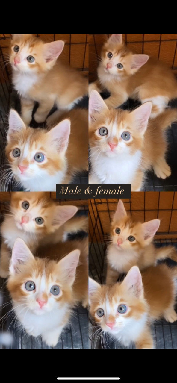 Oyen F&amp;m🧡 - Domestic Medium Hair + Domestic Long Hair Cat