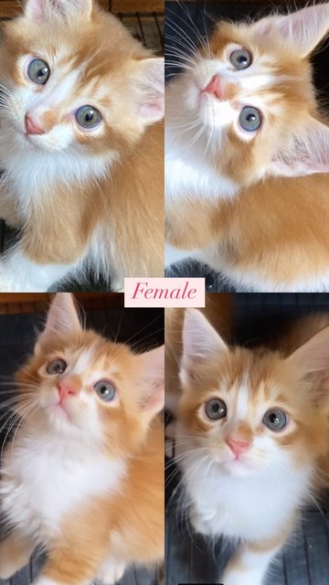 Oyen F&amp;m🧡 - Domestic Medium Hair + Domestic Long Hair Cat