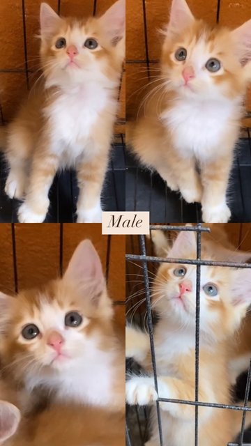 Oyen F&amp;m🧡 - Domestic Medium Hair + Domestic Long Hair Cat