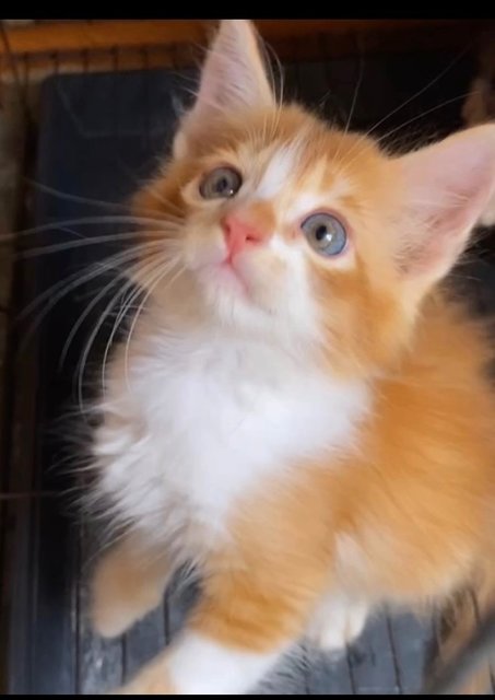 Oyen F&amp;m🧡 - Domestic Medium Hair + Domestic Long Hair Cat