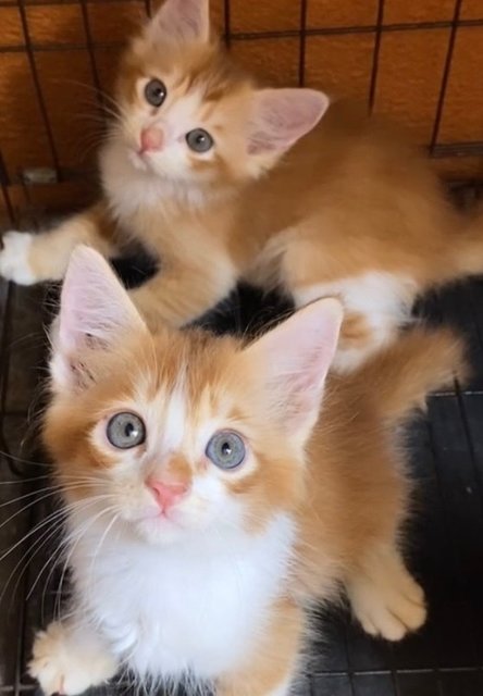Oyen F&amp;m🧡 - Domestic Medium Hair + Domestic Long Hair Cat