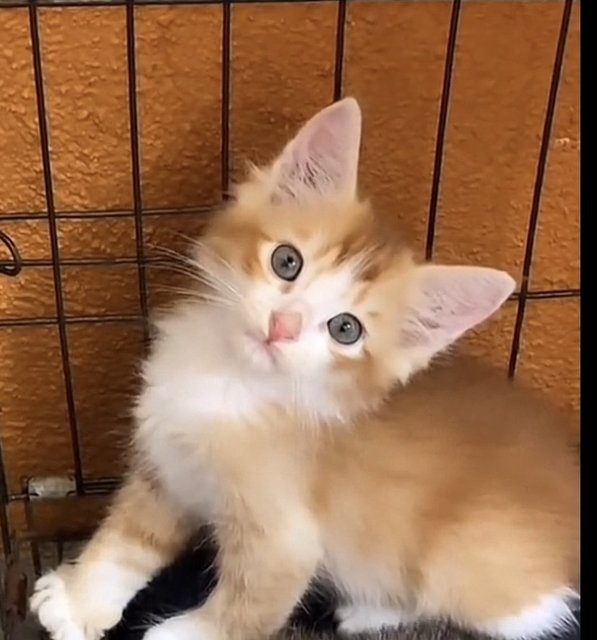 Oyen F&amp;m🧡 - Domestic Medium Hair + Domestic Long Hair Cat