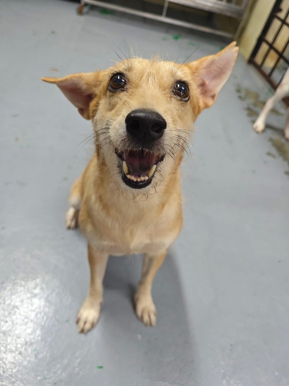 Layla Wire Haired Rat Terrier  - Wirehaired Terrier + Rat Terrier Dog