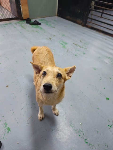 Layla Wire Haired Rat Terrier  - Wirehaired Terrier + Rat Terrier Dog
