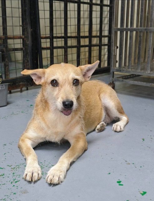 Layla Wire Haired Rat Terrier  - Wirehaired Terrier + Rat Terrier Dog