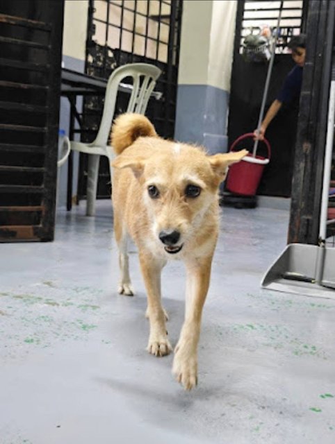 Layla Wire Haired Rat Terrier  - Wirehaired Terrier + Rat Terrier Dog
