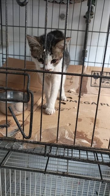 PF140955 - Domestic Short Hair Cat