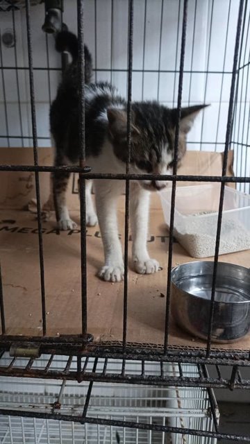 PF140955 - Domestic Short Hair Cat