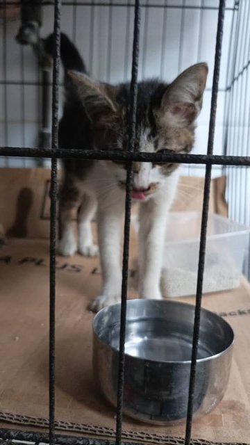 PF140955 - Domestic Short Hair Cat
