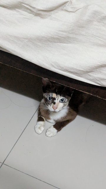 Doudou - Domestic Short Hair Cat