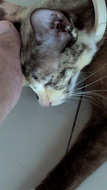 Doudou - Domestic Short Hair Cat