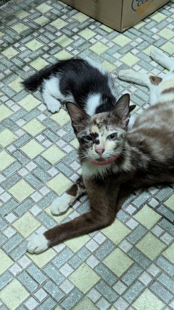Doudou - Domestic Short Hair Cat