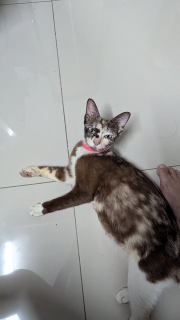 Doudou - Domestic Short Hair Cat