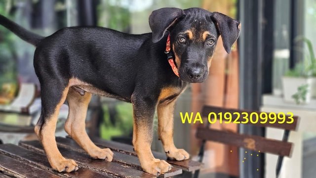 Mac Boy - Mixed Breed Dog