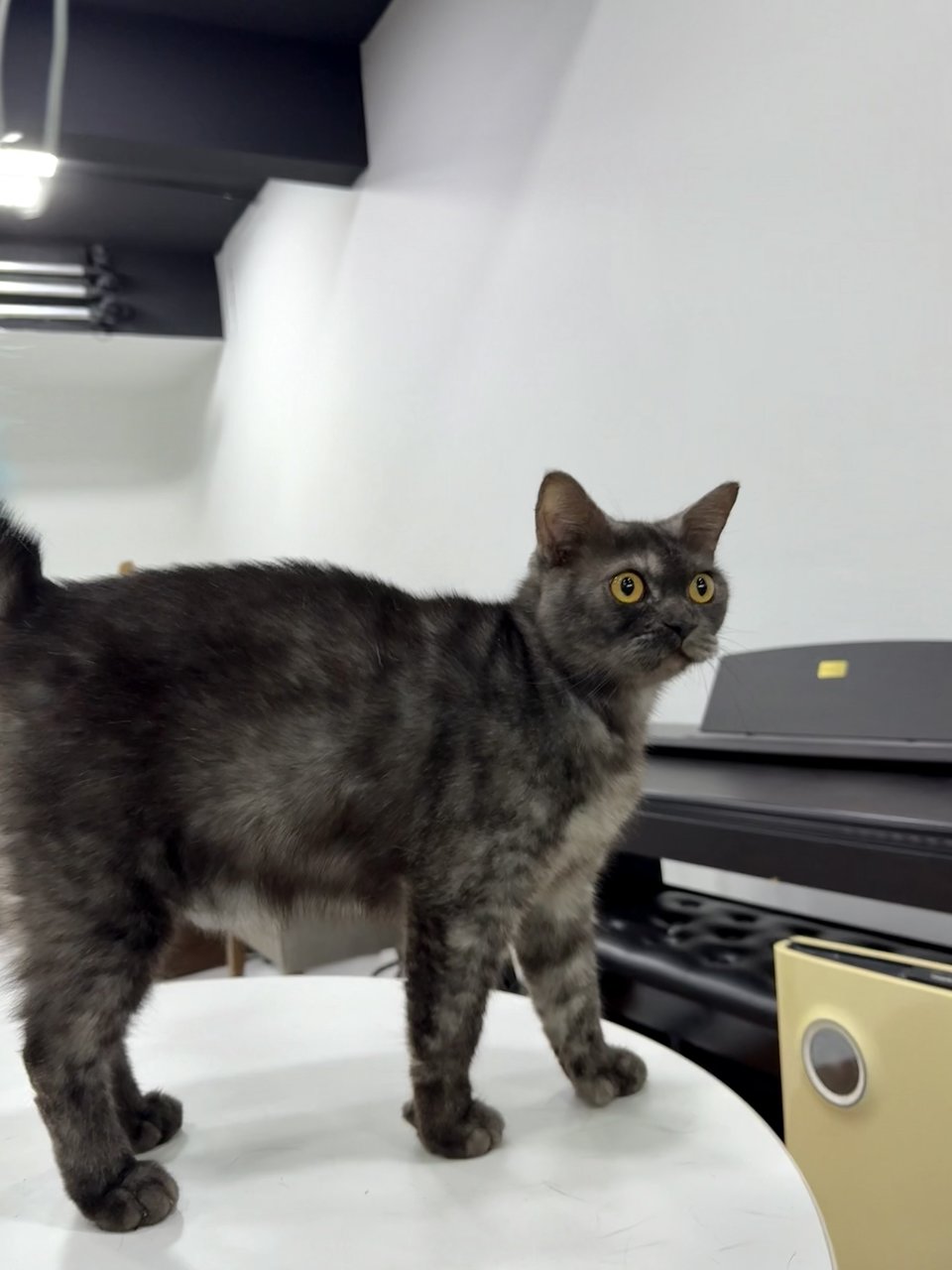 Tam - Domestic Medium Hair Cat