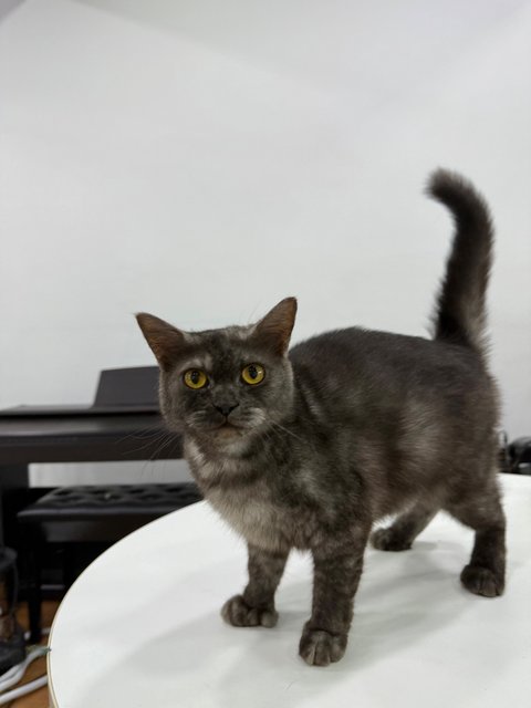 Tam - Domestic Medium Hair Cat