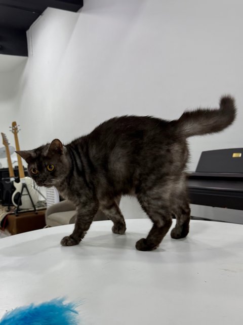 Tam - Domestic Medium Hair Cat