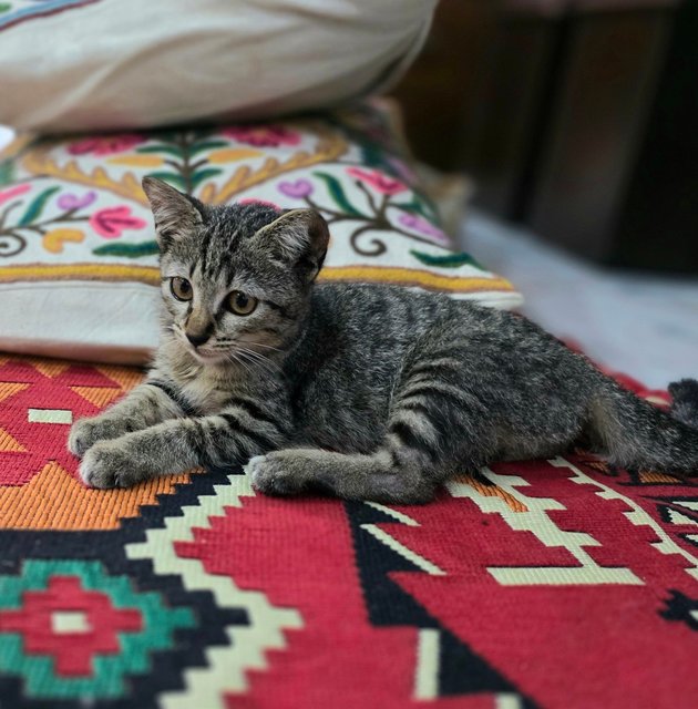 Whisper - Tabby Cat