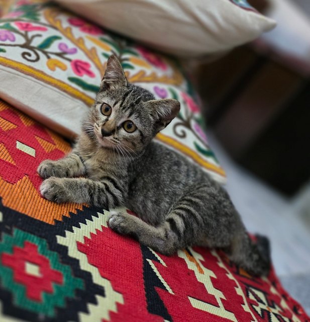 Whisper - Tabby Cat