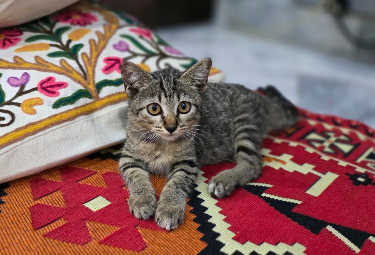 Whisper - Tabby Cat