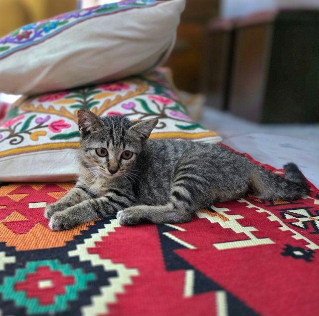 Whisper - Tabby Cat