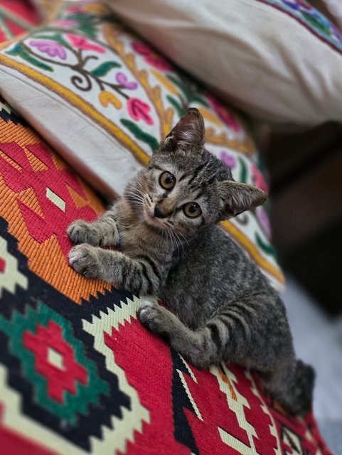 Whisper - Tabby Cat