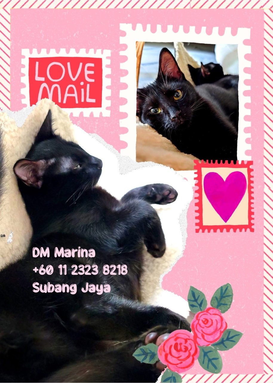 PF140964 - Domestic Short Hair Cat