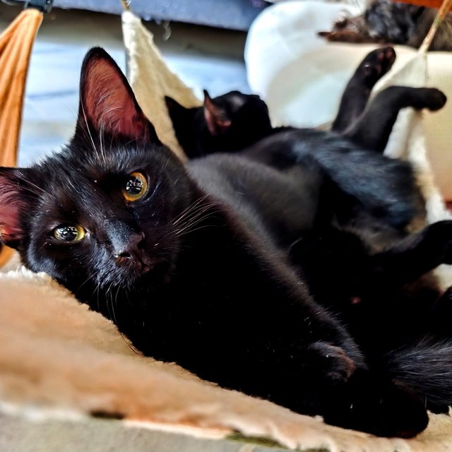 PF140964 - Domestic Short Hair Cat