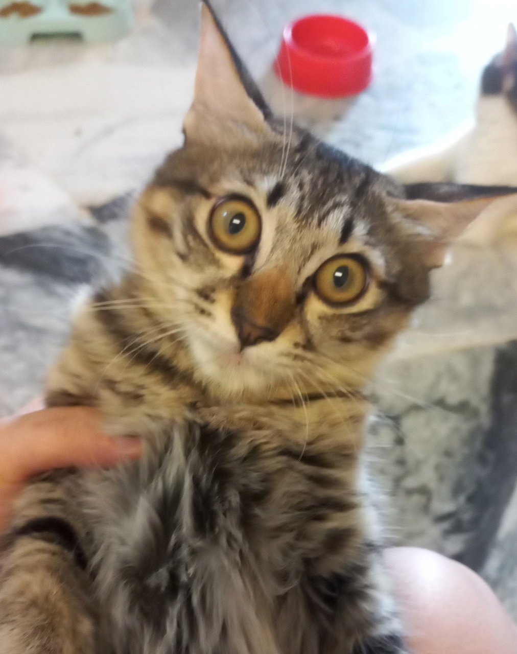 Mocha - Domestic Long Hair Cat