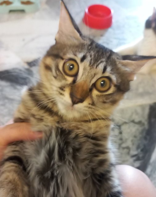 Mocha - Domestic Long Hair Cat