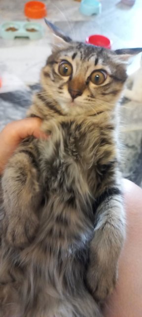 Mocha - Domestic Long Hair Cat