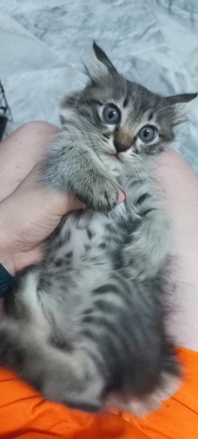 Mocha - Domestic Long Hair Cat